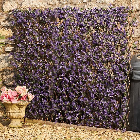 Expandable Artificial Hedge Trellis - Purple Lavender